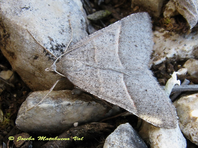 Falena da determinare. Petrophora convergana - Geometridae